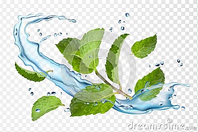 Water and mint. Isolated vector Cartoon Illustration