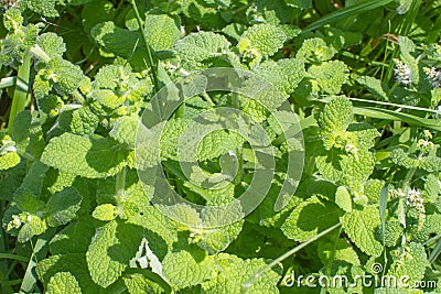 Water mint or Mentha Aquatica from the Lamiaceae family Stock Photo