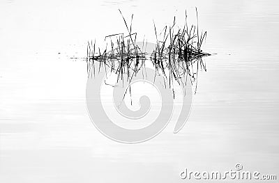 Water mirror and reed Stock Photo