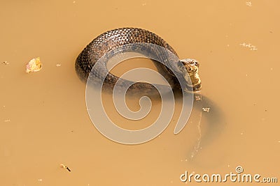 Water moccasin with head out of water Stock Photo