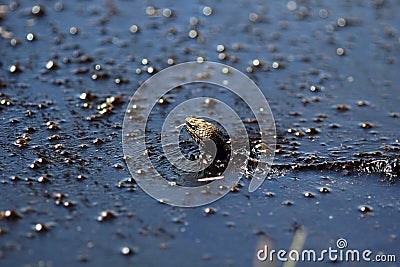 Water moccasin Stock Photo