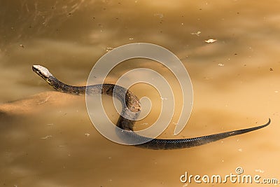 Water moccasin swimming in creek Stock Photo