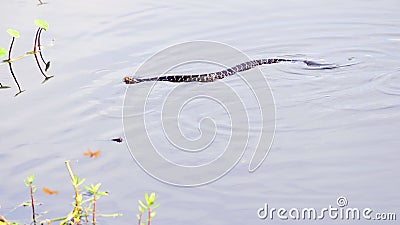 Water moccasin in wetlands, South Florida Stock Photo
