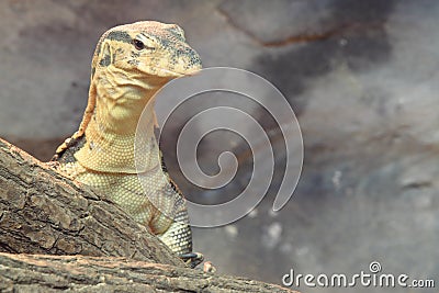 Water monitor Stock Photo