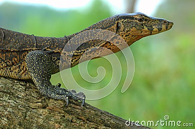 Water monitor Stock Photo