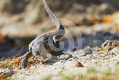 Water monitor Stock Photo