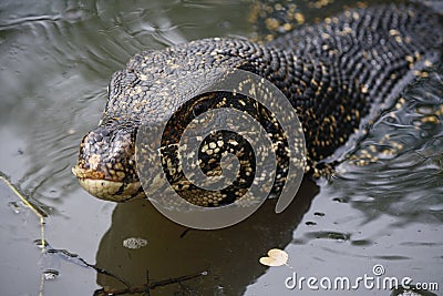 Water monitor head shot in muddy swamp Stock Photo