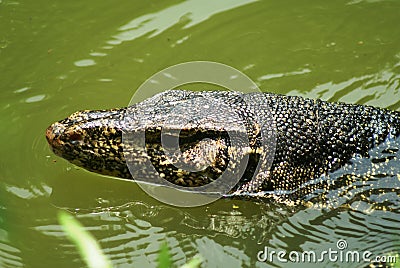 Water monitor lizard Stock Photo