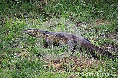 Water Monitor Lizard in the Okavango Delta in Botswana Stock Photo