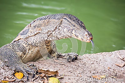 Water monitor lizard varanus salvator Stock Photo