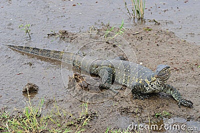 Water monitor Stock Photo