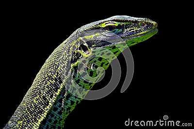 Water monitor varanus salvator close up Stock Photo