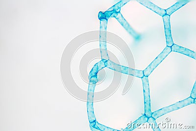 Water Net Stock Photo