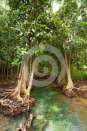 water path surrounding with root or branch of tree on water in forest Stock Photo