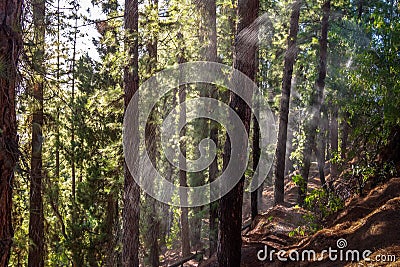 Water on a pine tree forest in Cerro de la Gloria at General San Martin Park - Mendoza, Argentina Stock Photo