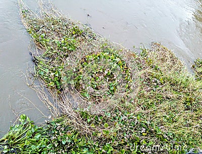 Many green water hyacinth Stock Photo