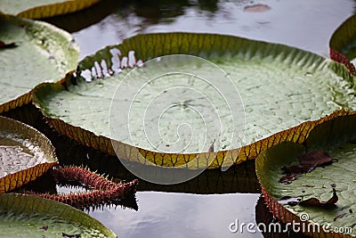 Water plant water lily, Singapore Stock Photo