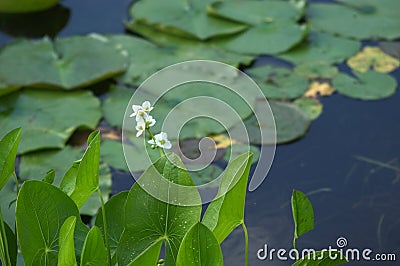 Water plants Stock Photo