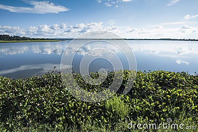 Water plants in Asian lake with dramatic early morning sky Stock Photo