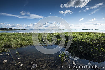 Water plants in Asian lake with dramatic early morning sky Stock Photo