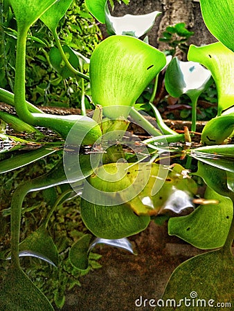 water plants namely water hyacinth Stock Photo