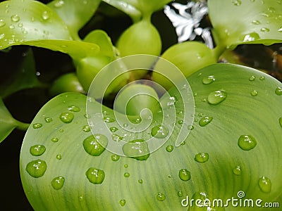 Water plants, namely water hyacinth Stock Photo