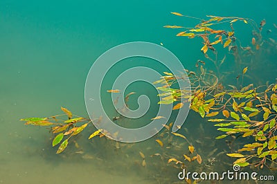 Water plants in a cyan lake Stock Photo