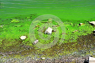 Water pollution by blooming blue green algae - is world environmental problem. Water bodies, rivers, lakes with algal blooms. Stock Photo