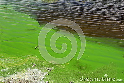 Water pollution by blooming blue green algae - is world environmental problem. Water, rivers and lakes with harmful algal blooms Stock Photo