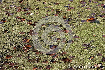 Water in a pond with duckweed and autumn leaves Stock Photo