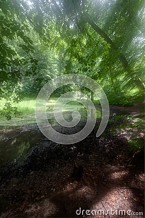 Water pool Sonian forest, dreamy soft focus, Brussels, Belgium Stock Photo