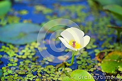 Water poppy flower, Hydrocleys nymphoides Stock Photo