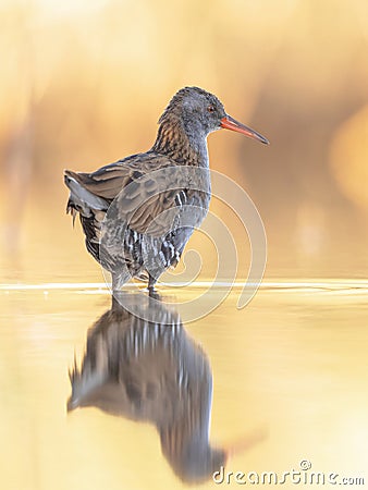 Water Rail Foraging in Sunset Reflection Stock Photo