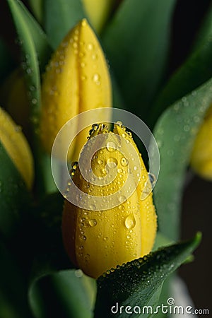 Water raindrops on a yellow tulip flower bouquet close up on a funeral flower decoration Stock Photo