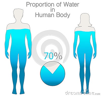 Water rate in the human body is seventy percent. Proportion h2o. Female and male silhouettes, filled with 70% water. Pie chart. Vector Illustration