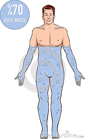 water rate in the human body Vector Illustration