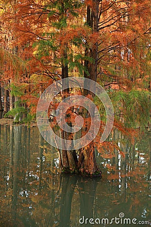 Water red forest. Metasequoia Inverted reflection in water, Dyed, country Stock Photo