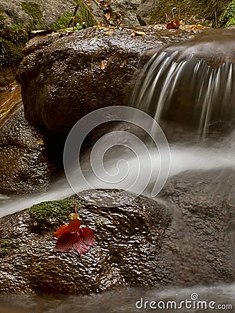 Water and red leaf 2 Stock Photo