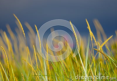Water reed background Stock Photo