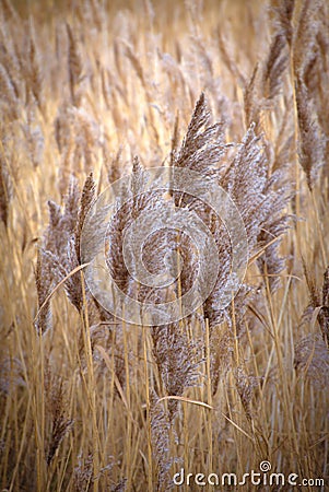 Water reed growing in Norfolk, UK. Stock Photo