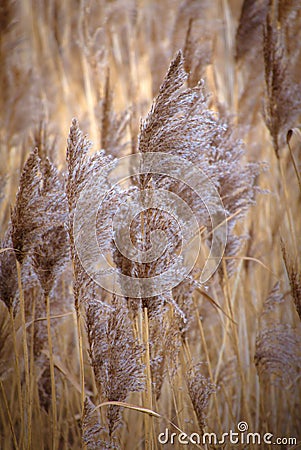 Water reed growing in Norfolk, UK. Stock Photo