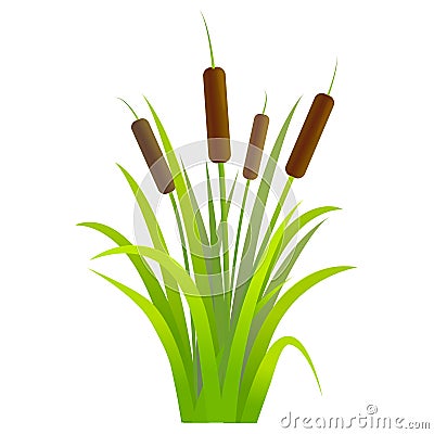 Water Reed Plant Cattails Green Leaf. Vector Vector Illustration