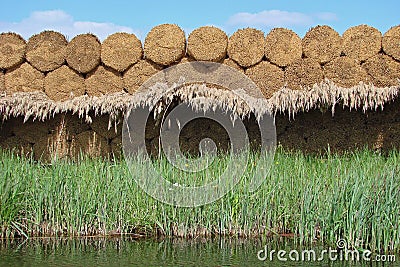 Water reed sheaves Stock Photo