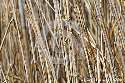 Water Reed Texture in Winter - Natural Background Stock Photo