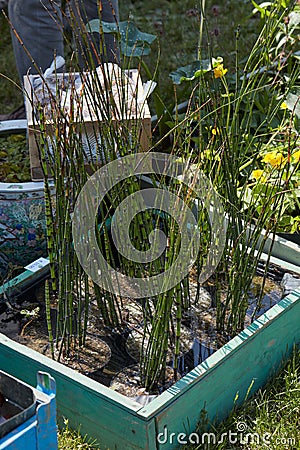 Water reeds, aquatic plants in wooden and metal cases, sunlight Stock Photo