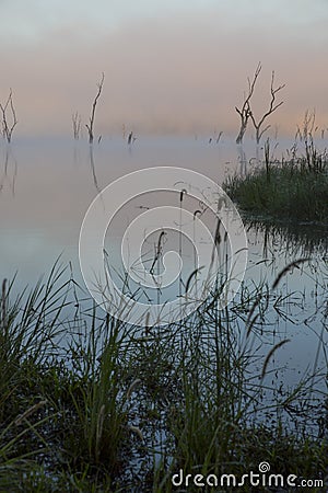 Water Reeds and Drowned Trees Stock Photo