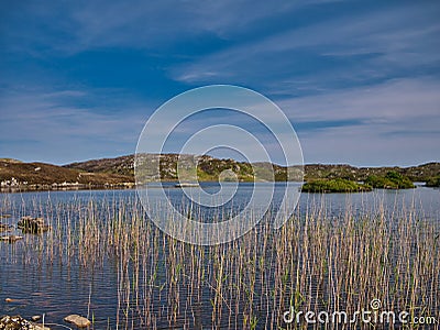 Water reeds at the edge of a small lake on the island of Scalpay in the Outer Hebrides, Scotland, UK. Taken on a clear, sunny day Stock Photo