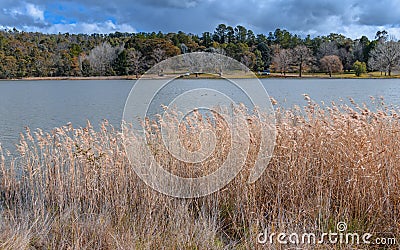 Water Reeds at the Lakes Edge Stock Photo