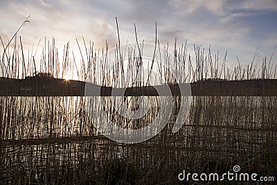 Water Reeds. Stock Photo