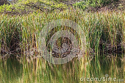 Water Reeds Mirror Colors Stock Photo